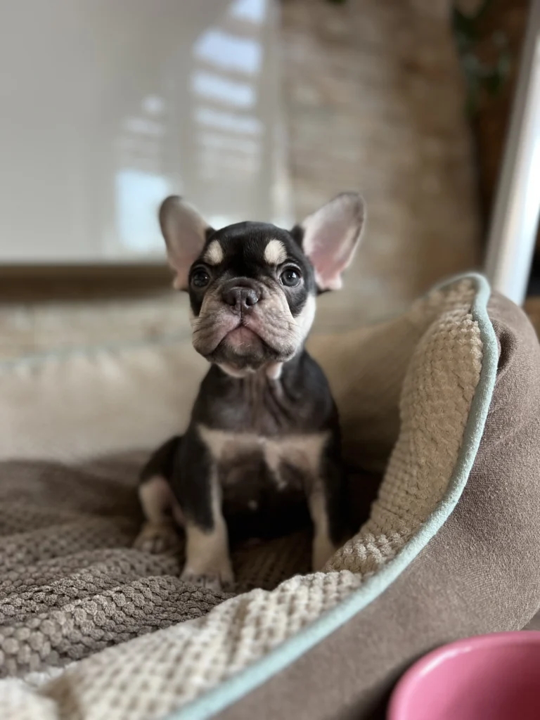A chocolate and tan French Bulldog puppy sitting in a cozy dog bed.