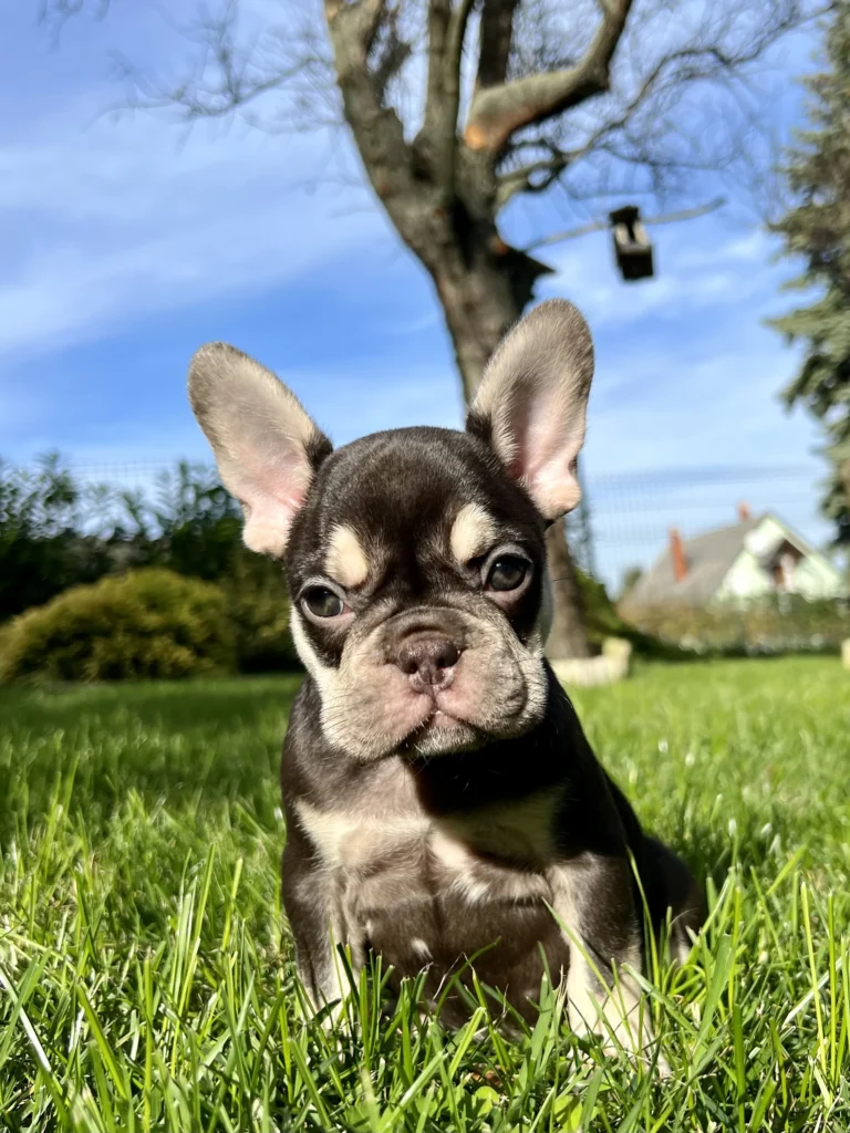 A chocolate and tan French Bulldog puppy sitting on green grass outdoors.