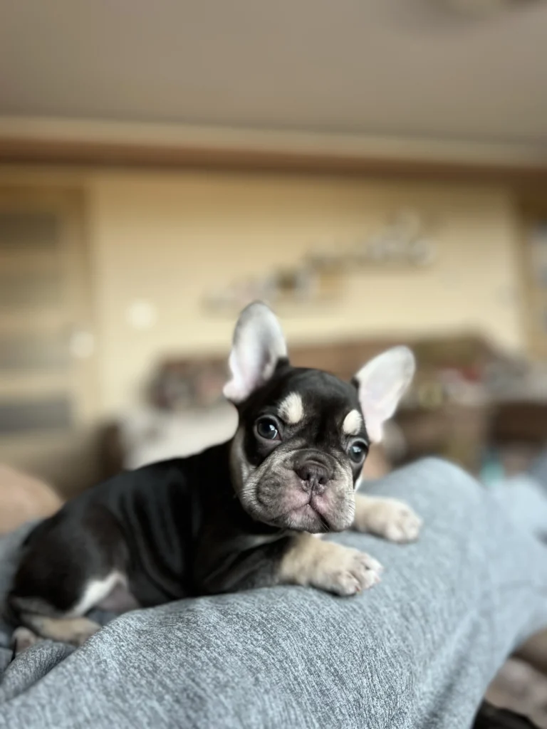 A chocolate and tan French Bulldog puppy lying on a person's lap