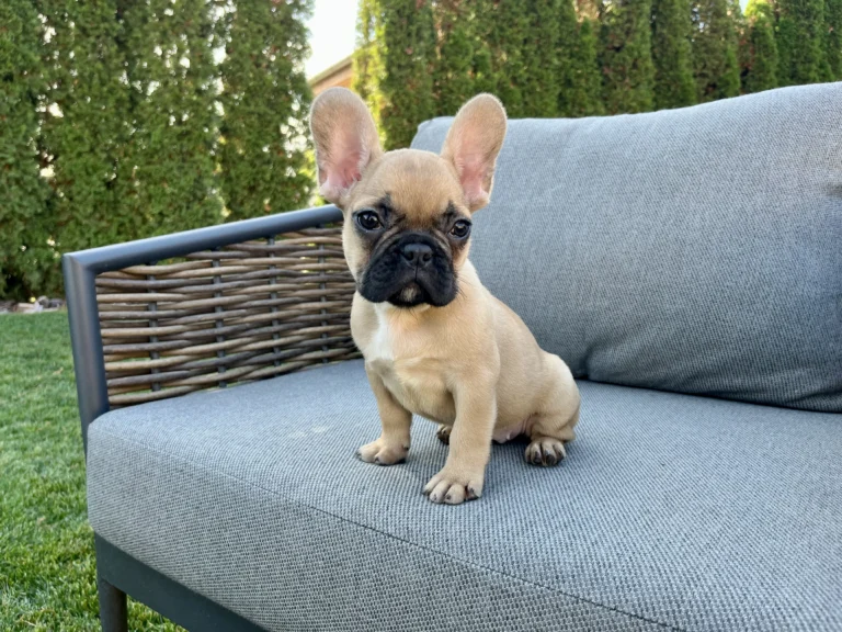 A mini French Bulldog puppy sitting outdoors on a gray patio sofa.