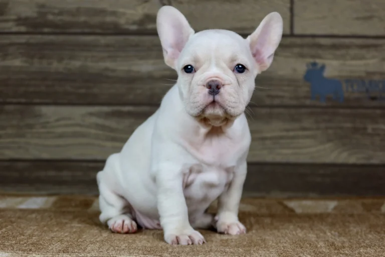 A cream French Bulldog puppy sitting indoors in front of a wooden wall.
