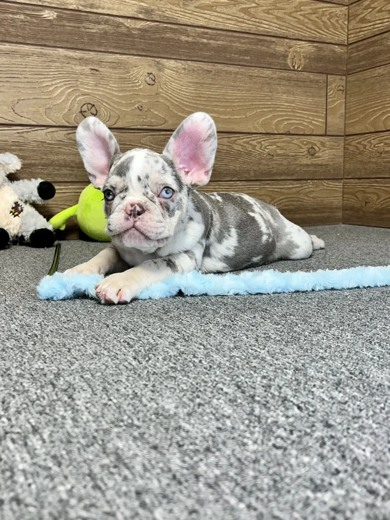 Lilac merle French Bulldog puppy lying on a carpet with a blue toy.