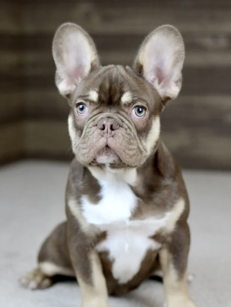 Rojo and tan French Bulldog puppy portrait with expressive light eyes.