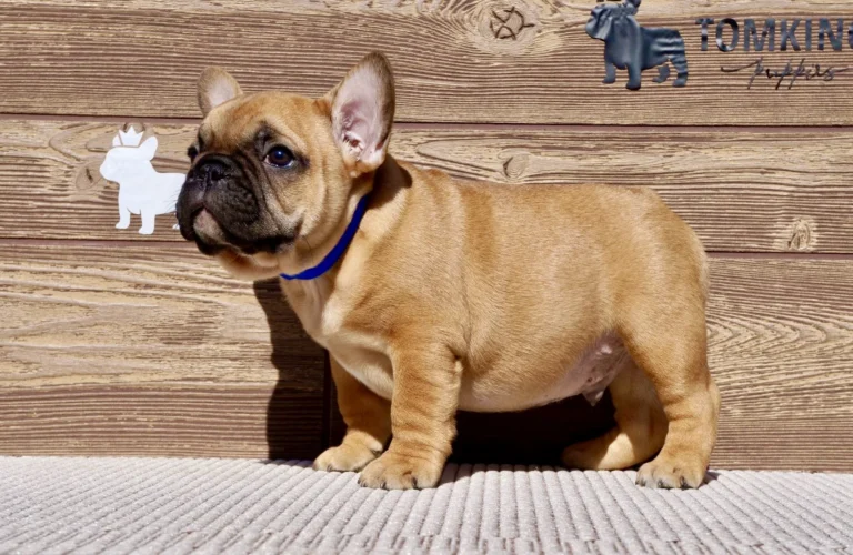 Red French Bulldog puppy standing in side profile outdoors against a wooden TomKings Puppies backdrop.