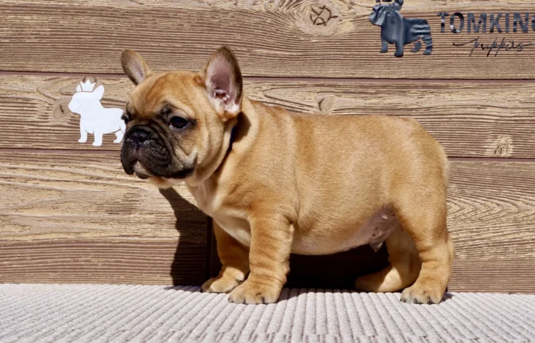 Red French Bulldog puppy with a black mask standing in profile against a rustic wooden background.
