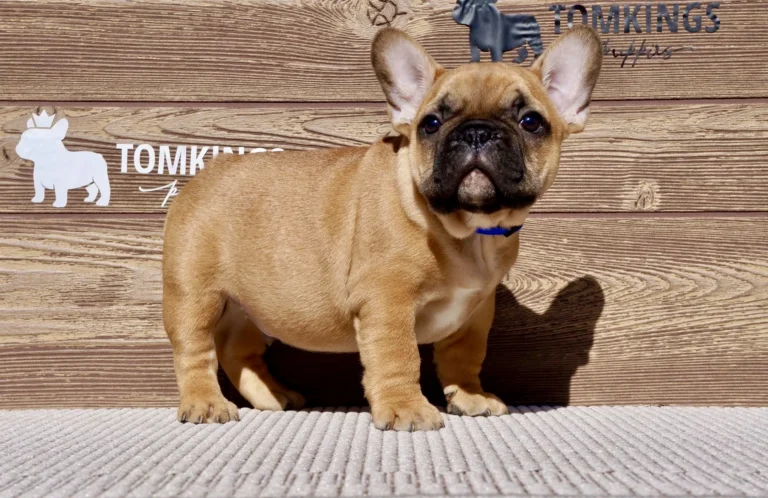 Red French Bulldog puppy standing outdoors and looking directly at the camera.
