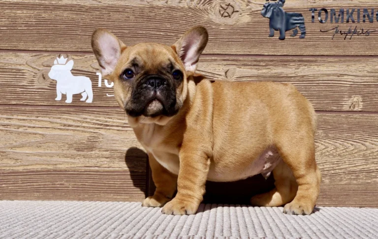 Red French Bulldog puppy standing in a three-quarter pose with a black mask and upright ears.