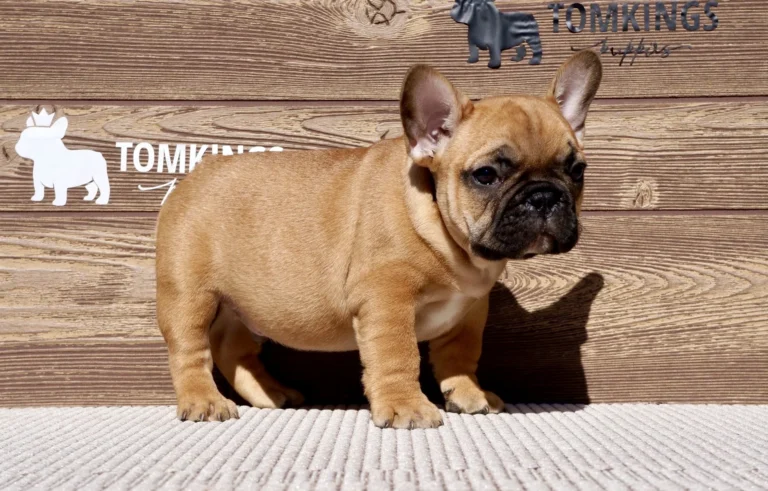 Red French Bulldog puppy standing outdoors and looking slightly to the side in bright sunlight.