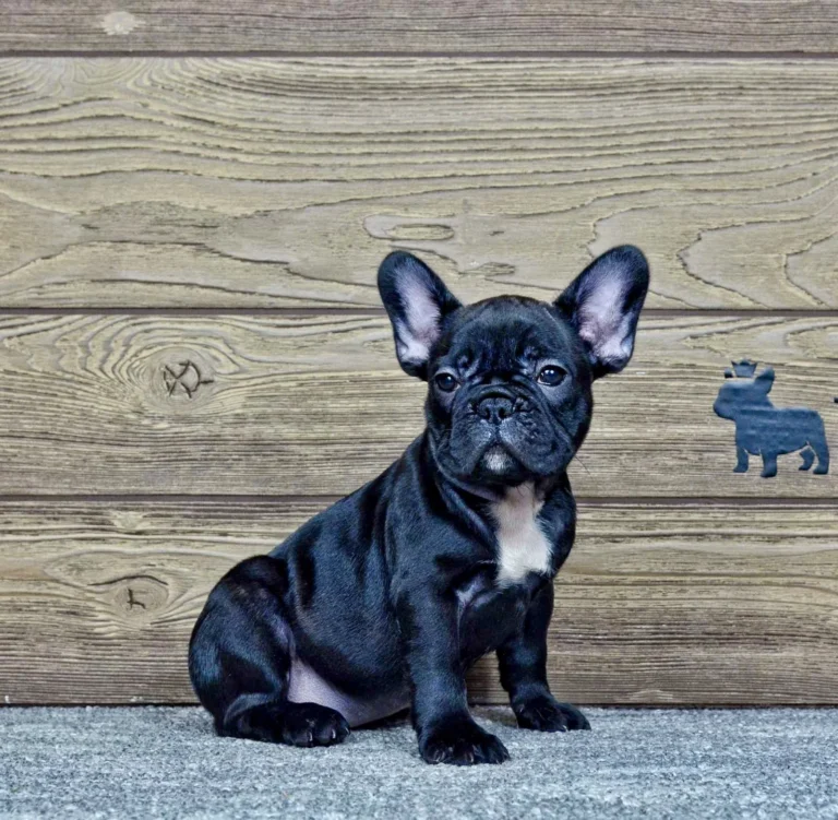 A black French Bulldog puppy sitting indoors in front of a wooden wall with a white chest patch.
