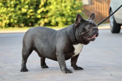 Blue French Bulldog standing outside