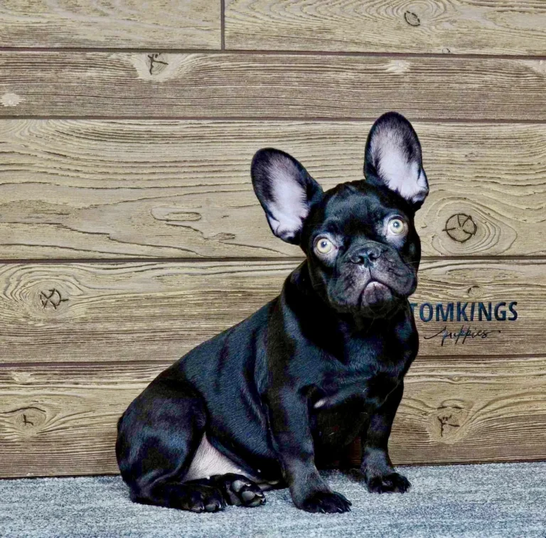 A dark brown French Bulldog sitting indoors against a wooden wall.