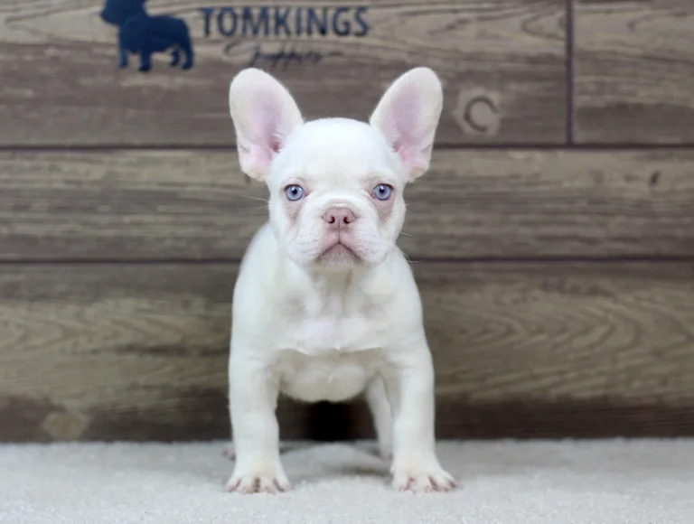 Platinum French Bulldog puppy with blue eyes sitting on a soft carpet indoors.