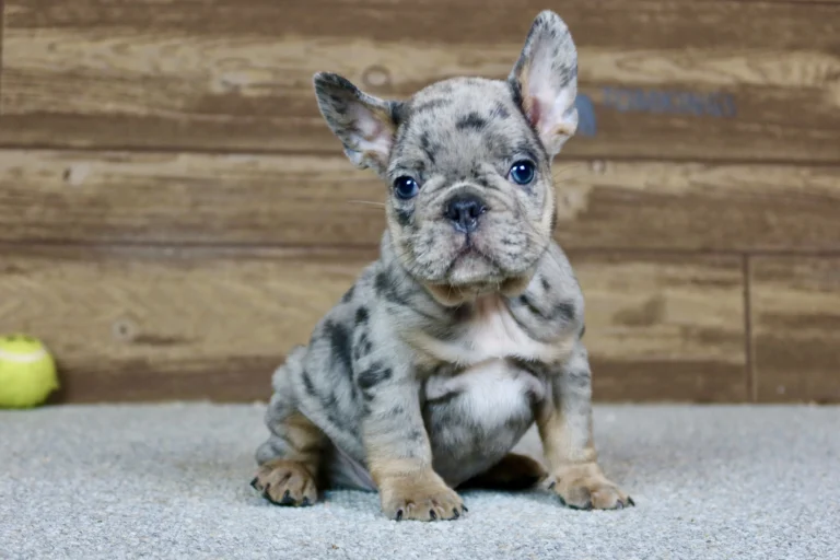 Blue merle French Bulldog puppy sitting indoors on a carpet with a wooden backdrop.