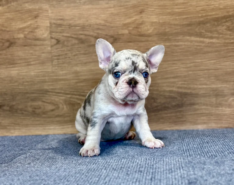 Lilac merle French Bulldog puppy sitting indoors on a blue mat.