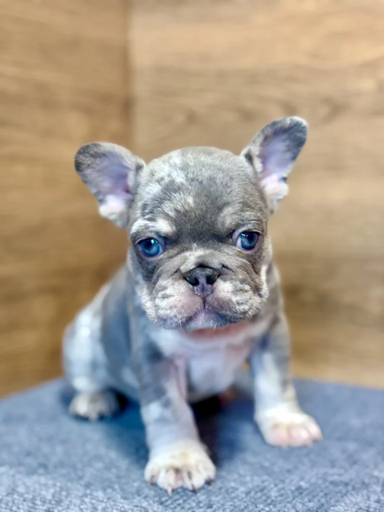 Lilac merle French Bulldog puppy sitting on a blue mat indoors and looking at the camera.