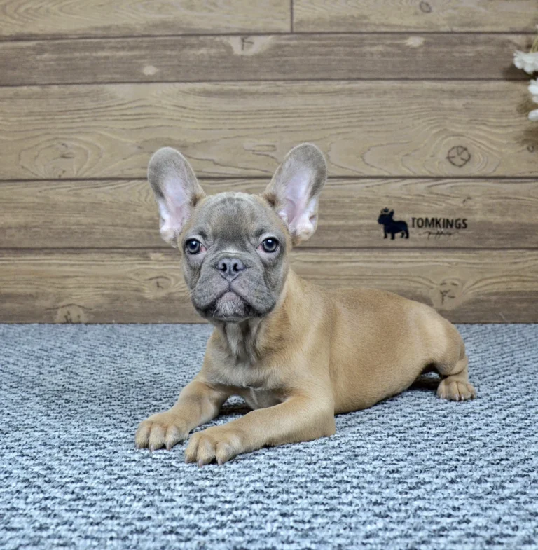 A blue fawn French Bulldog puppy lying on a gray carpet indoors.