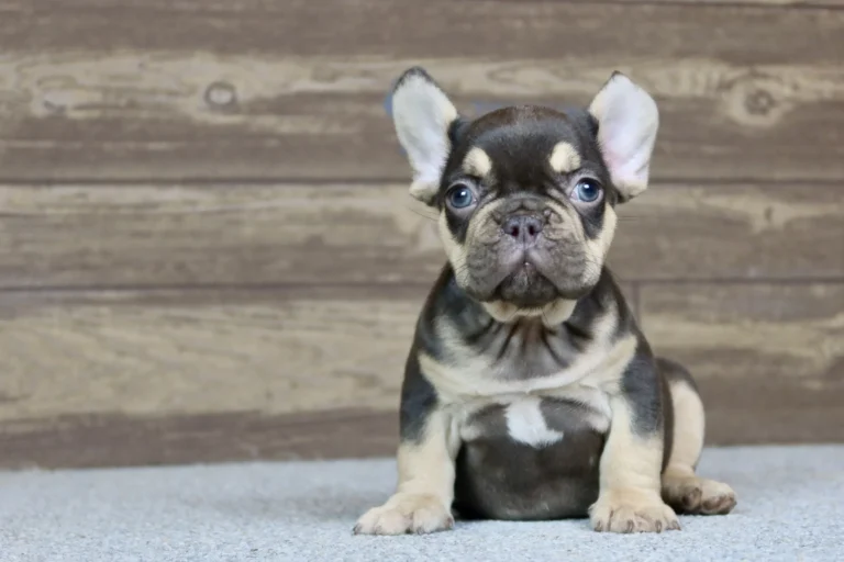A chocolate and tan French Bulldog puppy sitting indoors on a gray carpet.