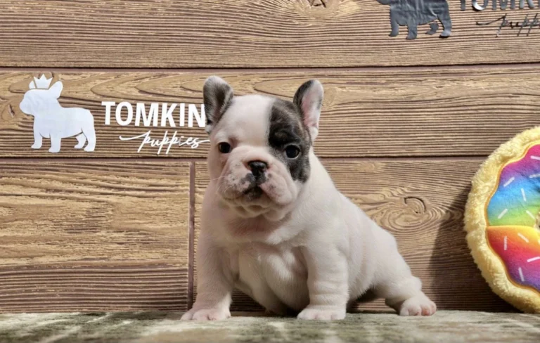 White and black pied French Bulldog puppy sitting in front of a TomKings Puppies wooden backdrop.