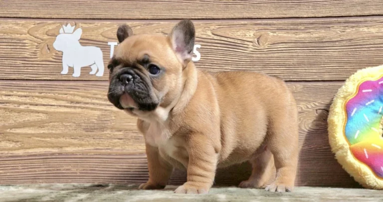 Red French Bulldog puppy standing in profile against a rustic wooden backdrop.