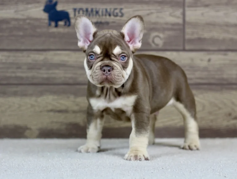 Rojo and tan French Bulldog puppy standing indoors on a carpet.
