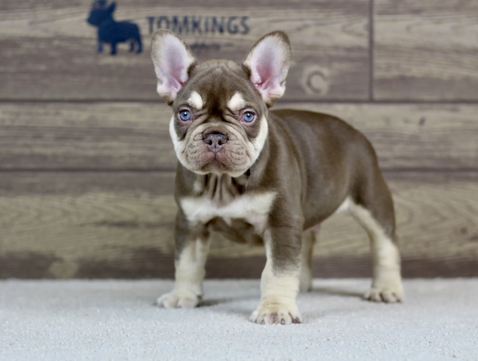 Rojo and tan French Bulldog puppy standing indoors on a carpet.