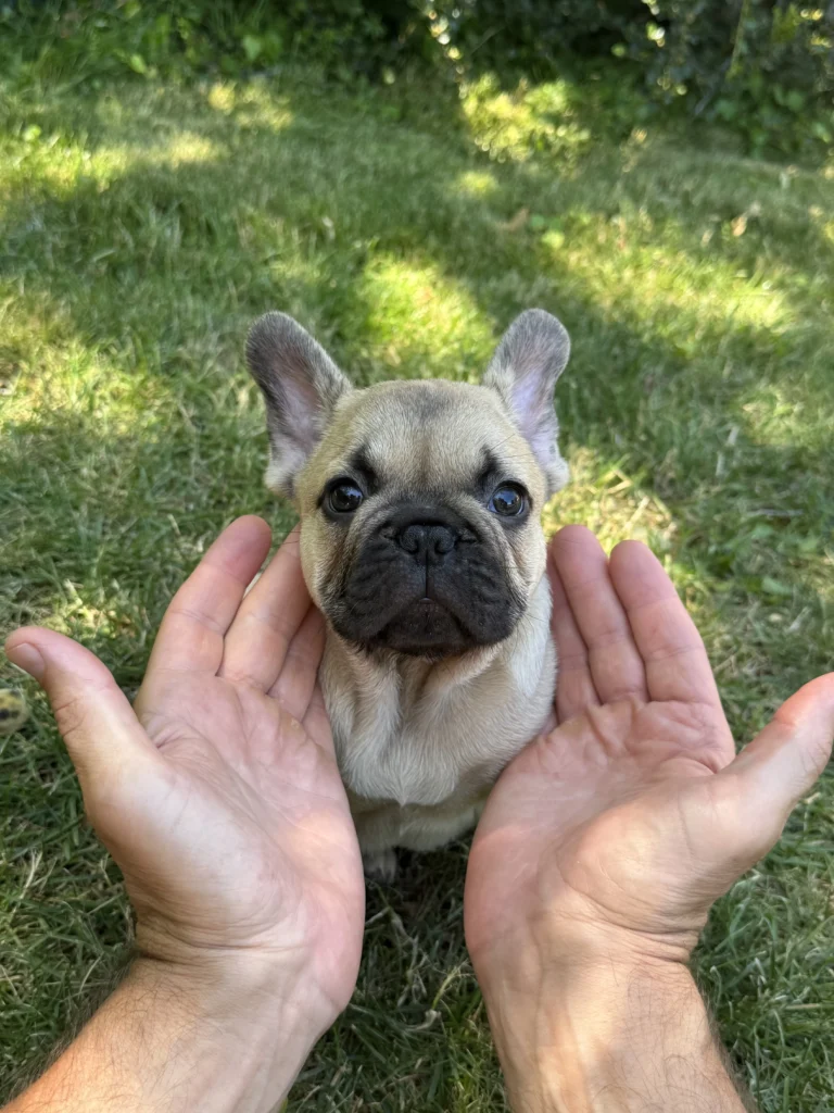 Beige French Bulldog puppy sitting in the grass with hands gently framing its face.