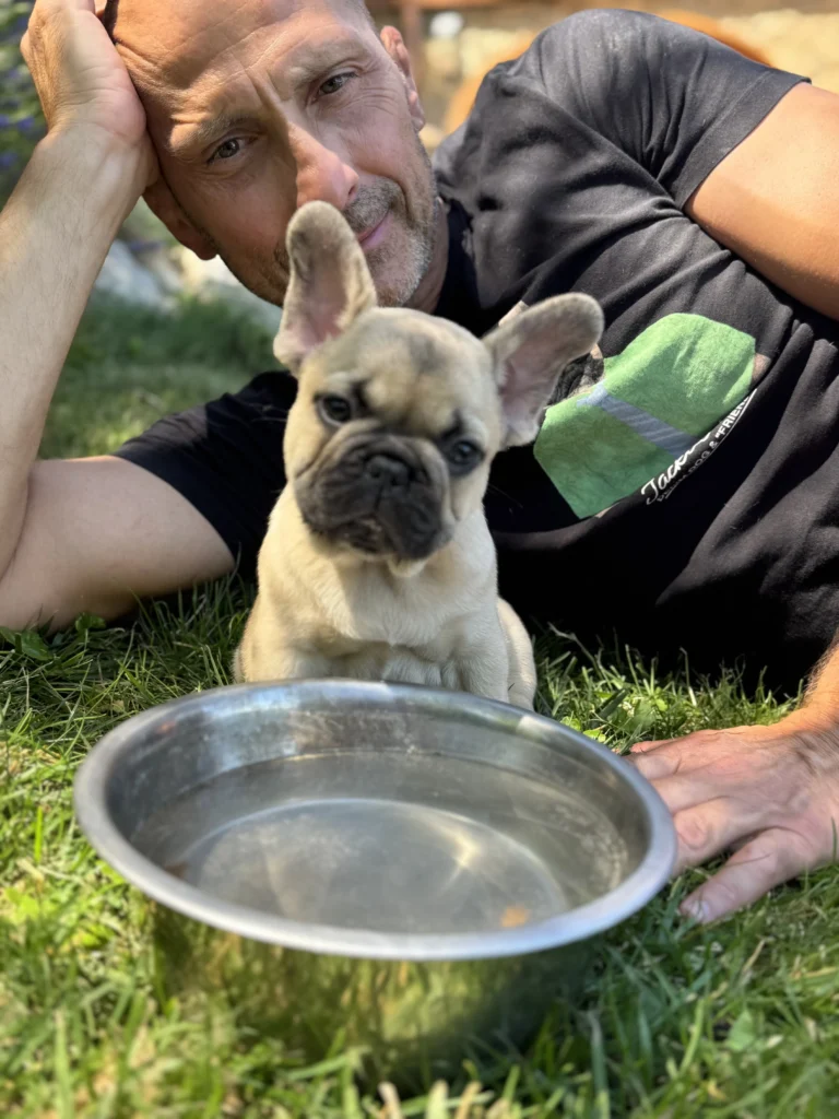 Beige French Bulldog