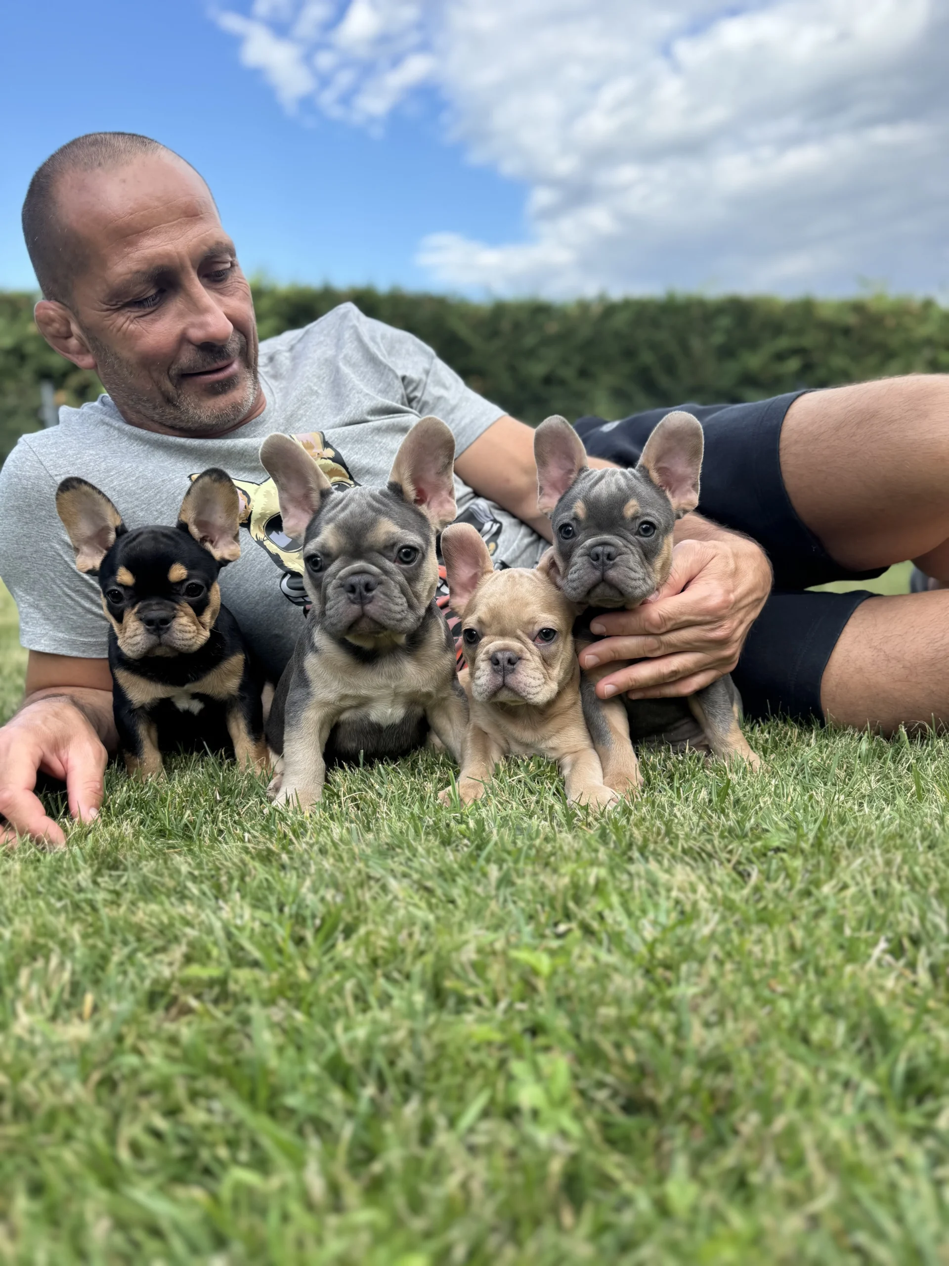Four French Bulldog puppies sitting on grass with a man outdoors.