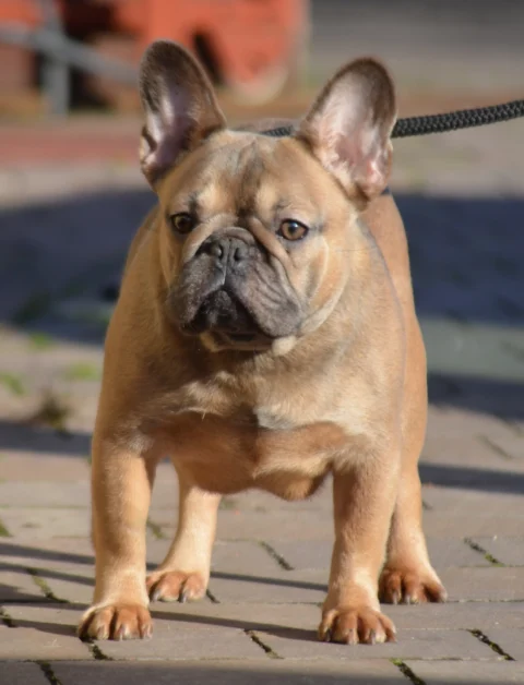 Fawn French Bulldog standing outside
