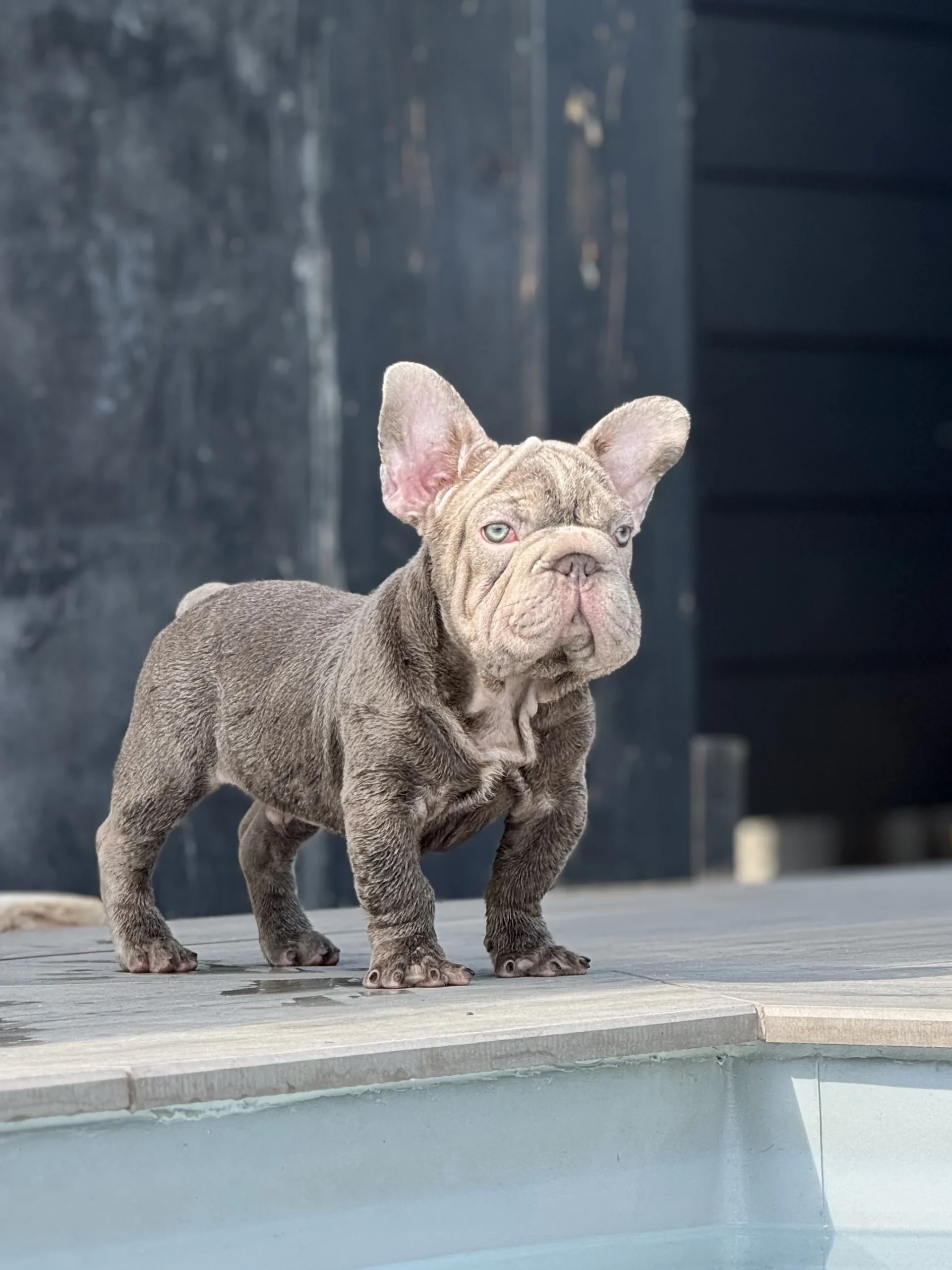 Big rope French Bulldog puppy standing by a pool.