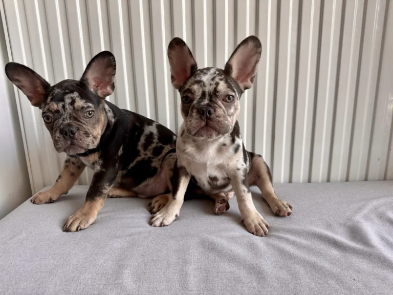 Two black merle and tan French Bulldog puppies sitting together indoors.