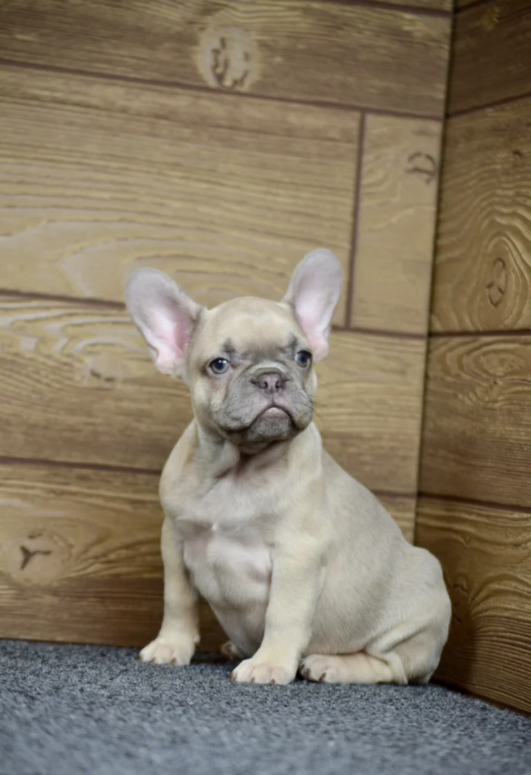 Lilac fawn French Bulldog puppy sitting against a wooden wall indoors.