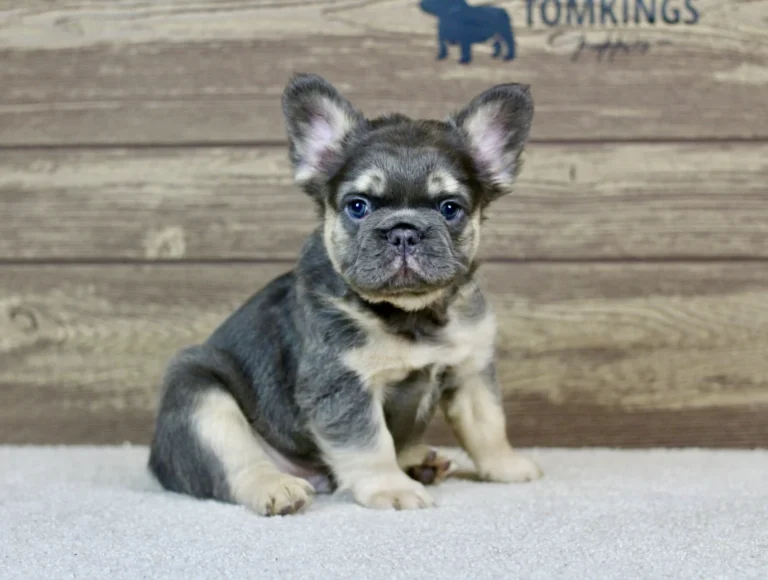 Blue and tan fluffy French Bulldog puppy sitting on a white carpet and looking directly at the camera.