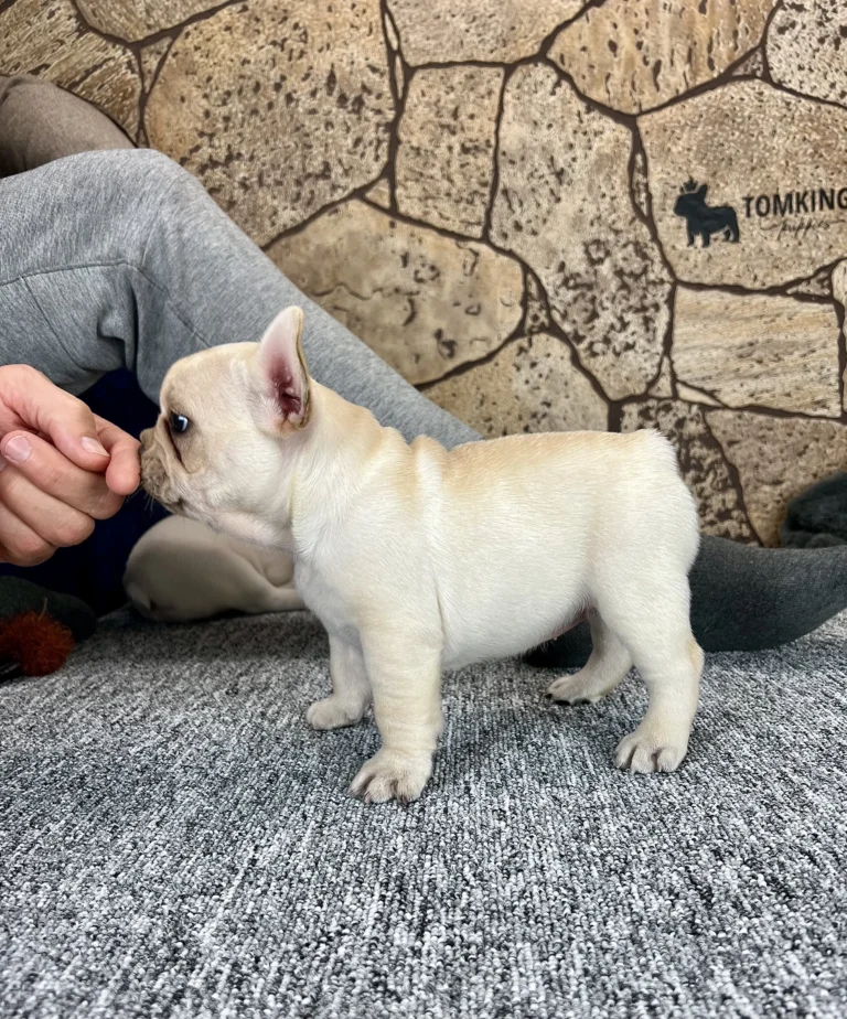 A cream French Bulldog puppy standing indoors while sniffing a person's hand.