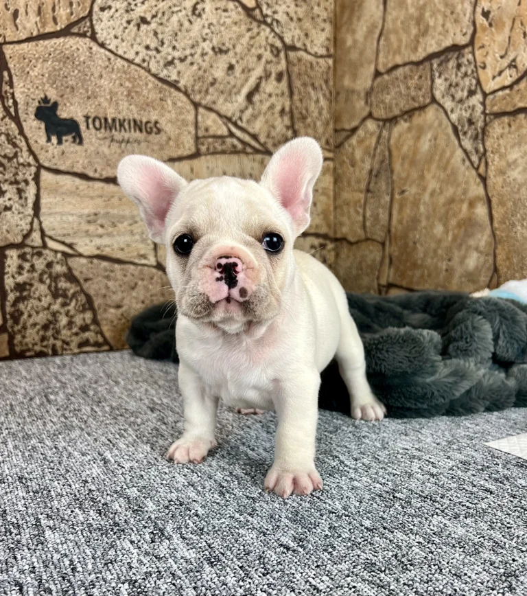 A cream French Bulldog puppy standing indoors on a gray carpet.