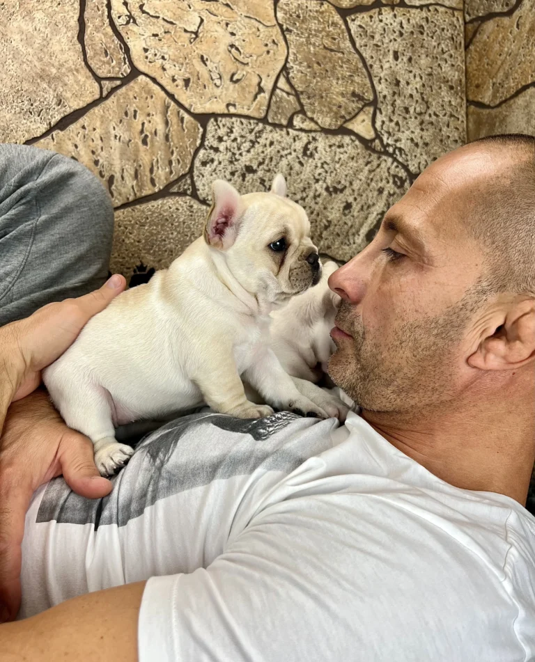 A cream French Bulldog puppy cuddling with a person indoors.