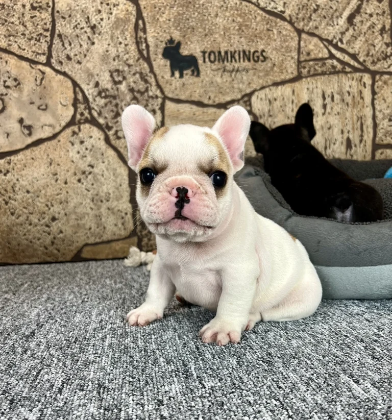 A red pied French Bulldog puppy sitting indoors in front of a stone-style wall.