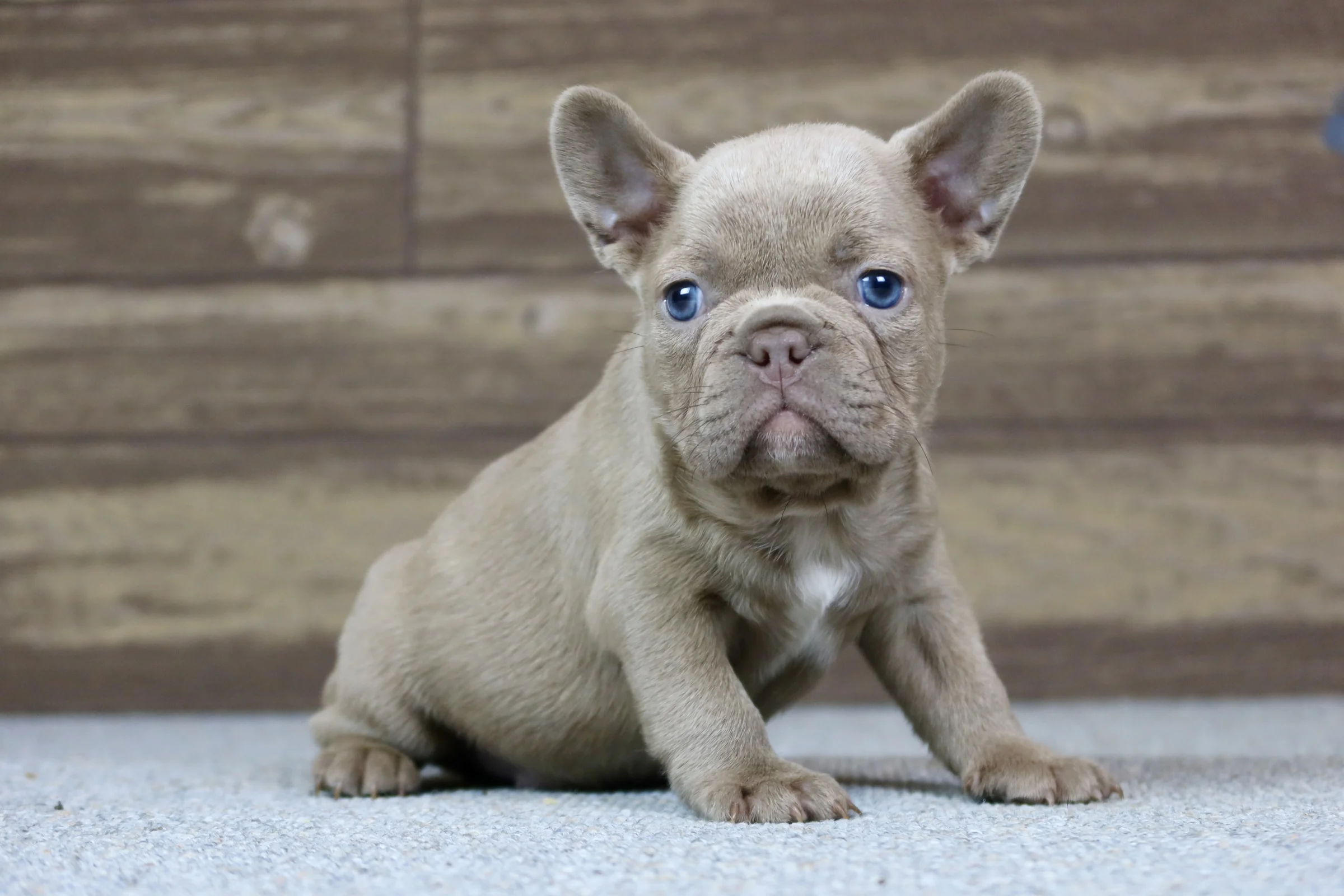 Isabella French Bulldog puppy sitting on a gray carpet indoors.