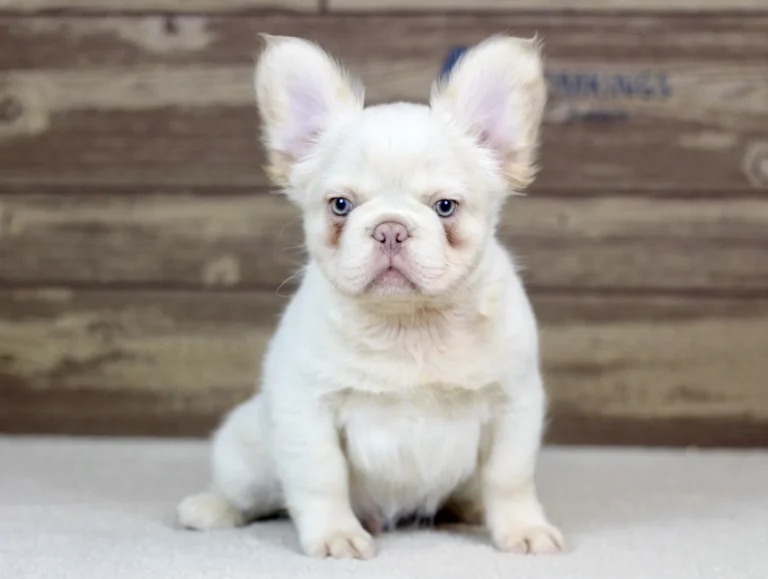 Cream fluffy French Bulldog puppy sitting on a white carpet in front of a rustic wooden backdrop.