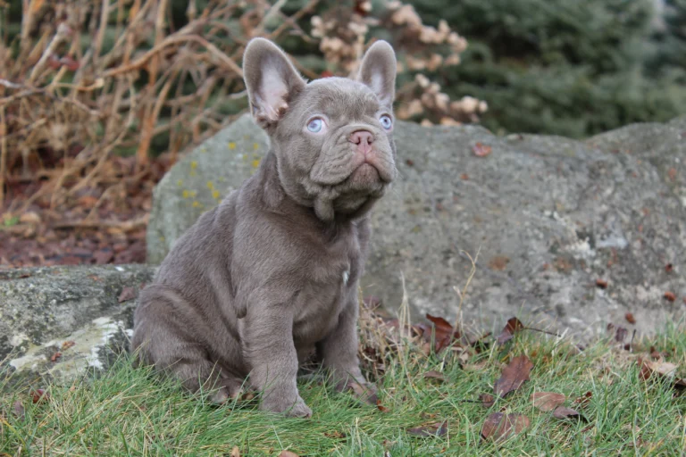 A lilac French Bulldog puppy sitting on grass outdoors.