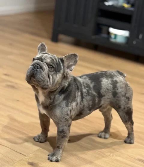 A blue merle French Bulldog standing indoors on a wooden floor and looking upward.