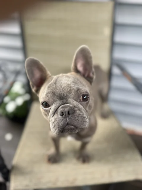 A blue French Bulldog puppy standing on an outdoor chair and looking directly at the camera in a close-up portrait.
