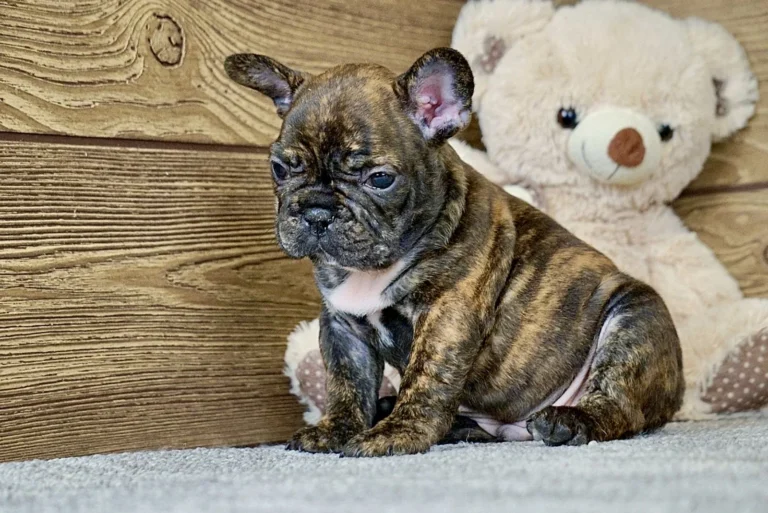 A black brindle French Bulldog puppy sitting beside a teddy bear indoors.
