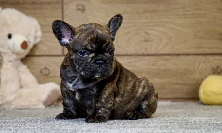 A black brindle French Bulldog puppy sitting beside a teddy bear.