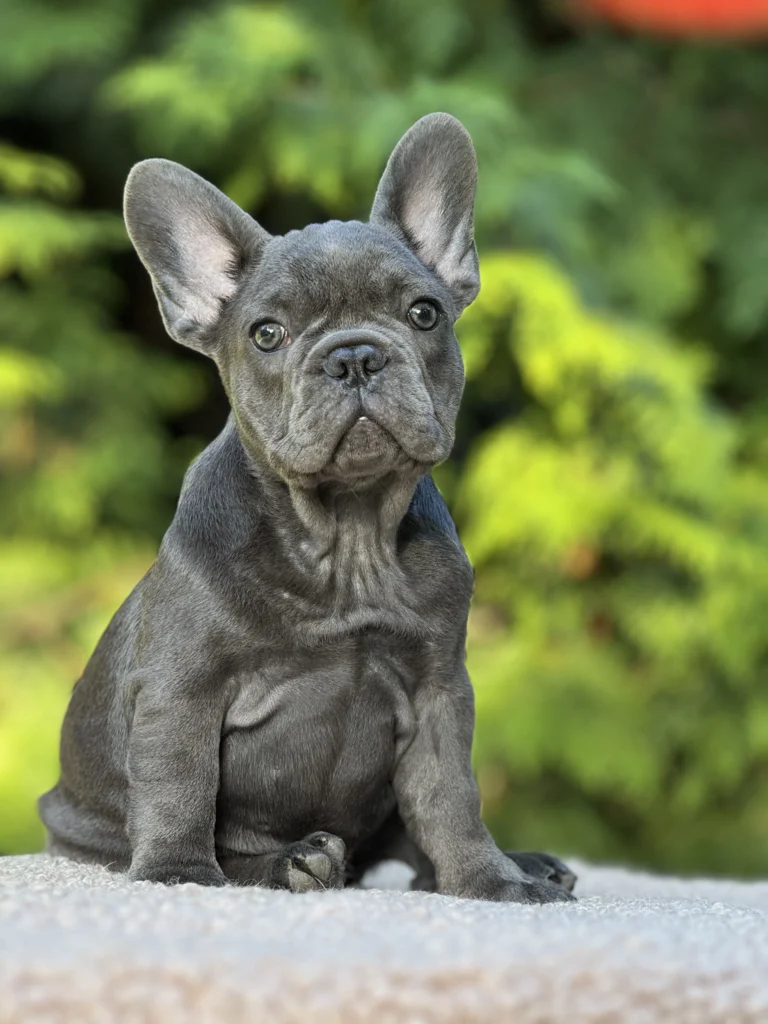 Blue French Bulldog puppy sitting on a soft blanket outdoors.