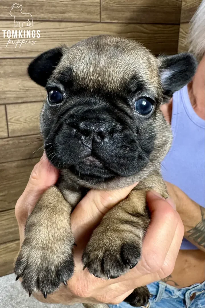 Pierce, a fawn French Bulldog puppy with a dark mask, being gently held and looking directly at the camera.