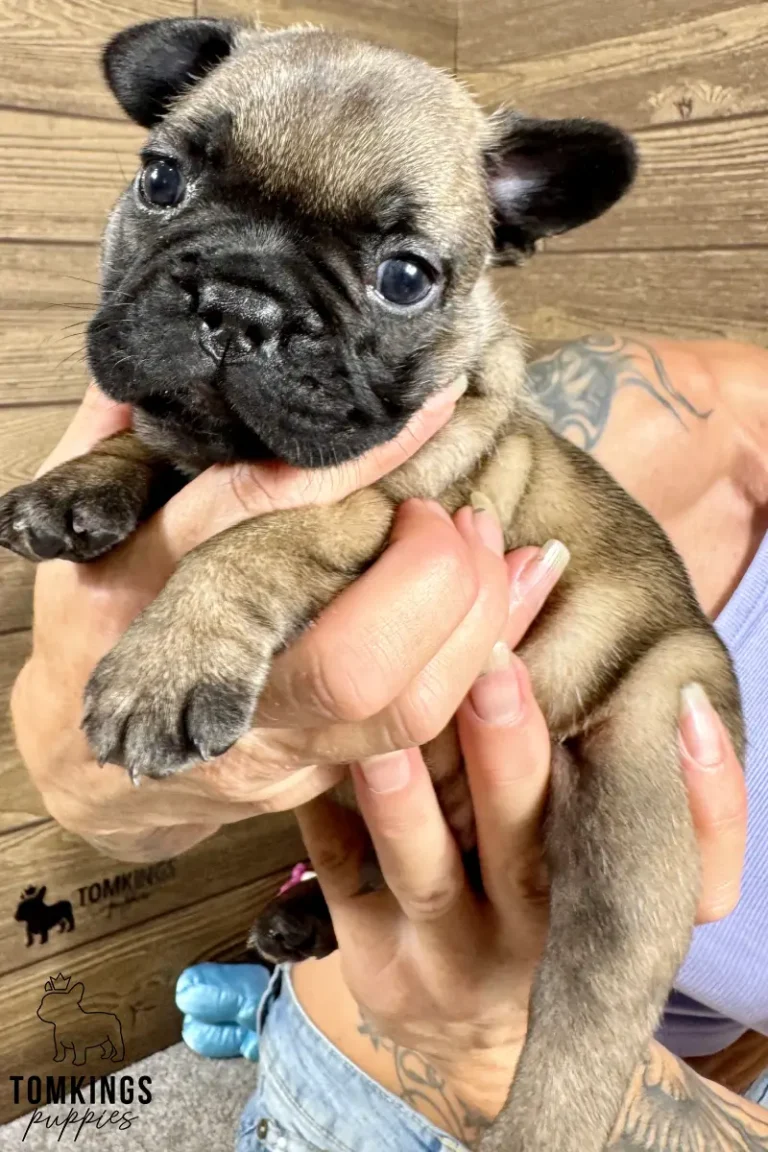 Pierce, a fawn French Bulldog puppy with a black mask, being held in a person's hands against a wooden background.