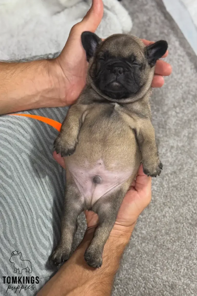 Pierce, a newborn fawn French Bulldog puppy with a dark mask, sleeping while being gently supported in a person's hands.