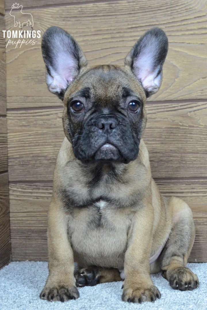 Pierce, a sable French Bulldog puppy with a black mask, large upright ears, and dark round eyes, sitting on a light gray carpet.