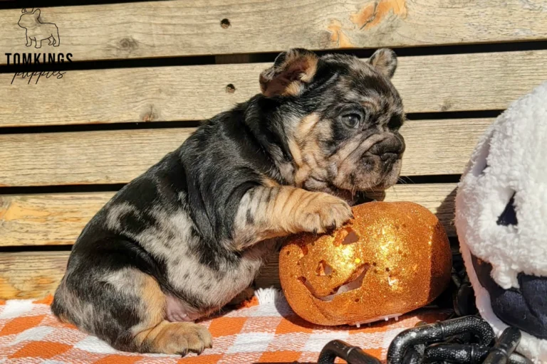 A curious black merle and tan French Bulldog puppy, Potion, sits with one paw on a glittery orange Halloween pumpkin, with a ghost toy nearby.